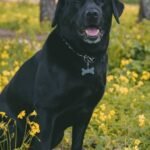 Black Dog Legends and Folklore Explained.