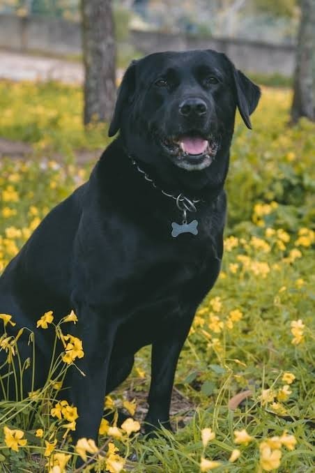 Black Dog Legends and Folklore Explained.
